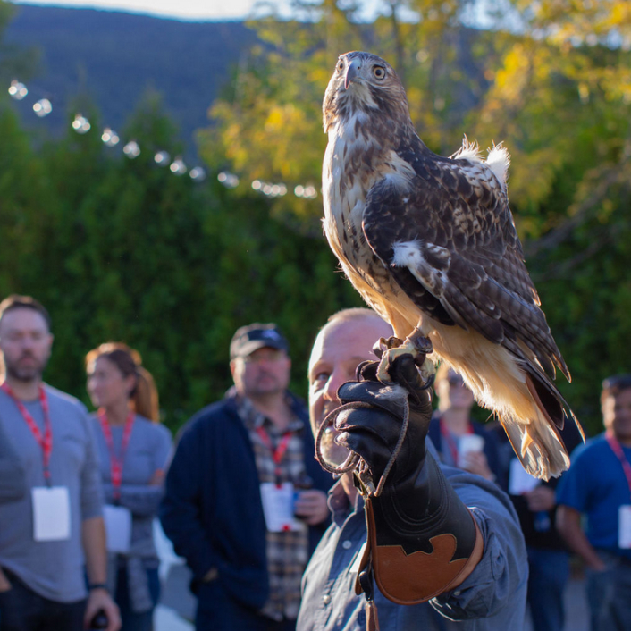 Falconry